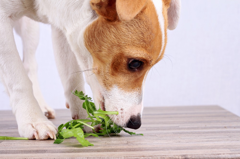 Jack russell terrier eating salad