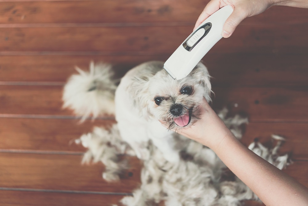 Dog Clippers