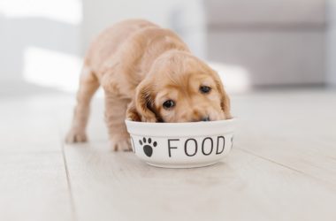 cute puppy and a bowl
