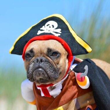 Funny fawn French Bulldog dog girl dressed up in pirate costume with hat and hook