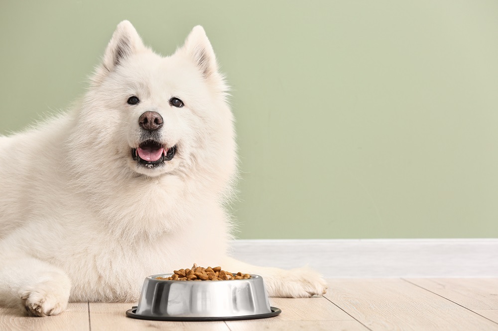 samoyed eating dog food