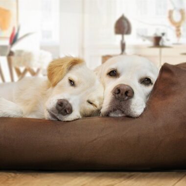 labradors on bed